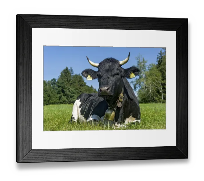 Framed Print : Black and white cow with cow bell lying in the pasture Framed Print : Black and white cow with cow bell lying in the pasture