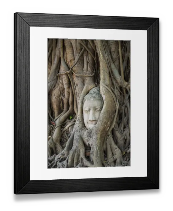 Framed Print : Buddha head statue in bodhi tree (Ficus religiosa) roots