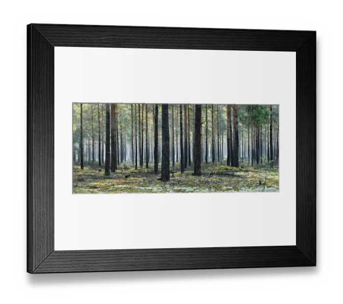 Framed Print : Pine forest (Pinus), monoculture