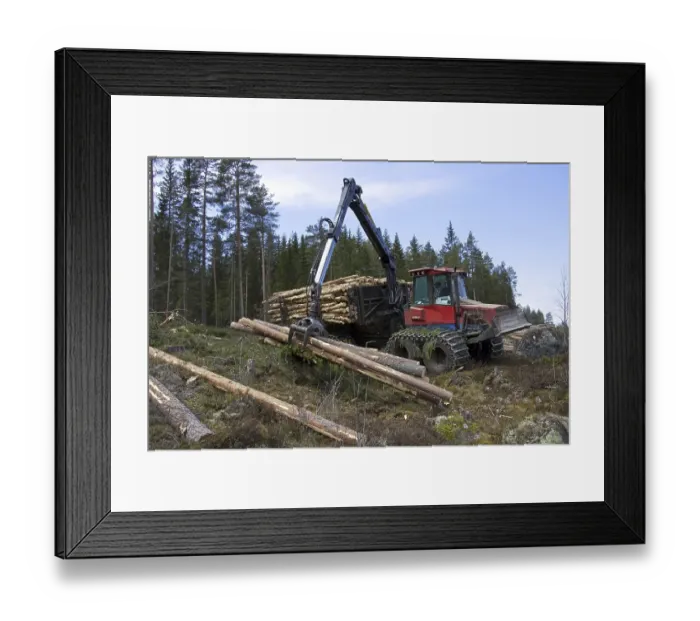 Framed Print : Logging industry showing timber