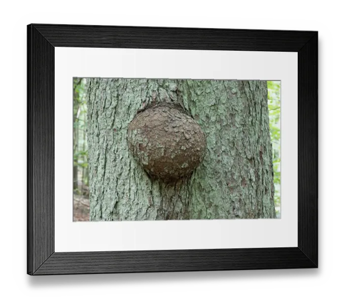 Framed Print : Tree canker, tissue growth on a spruce (Picea abies) trunk Framed Print : Tree canker, tissue growth on a spruce (Picea abies) trunk