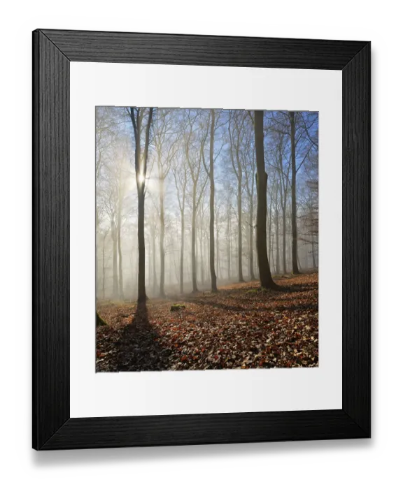 Framed Print : Bald beech forest in winter, sun rays penetrate through fog