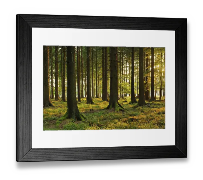 Framed Print : Spruce forest in the last light of the evening sun Framed Print : Spruce forest in the last light of the evening sun
