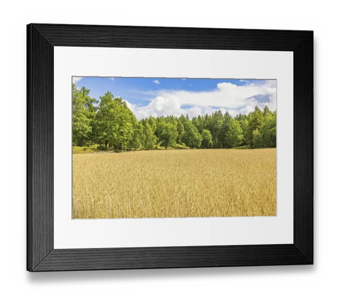 Framed Print : Field with ripe crops by a deciduous forest a beautiful sunny summer day