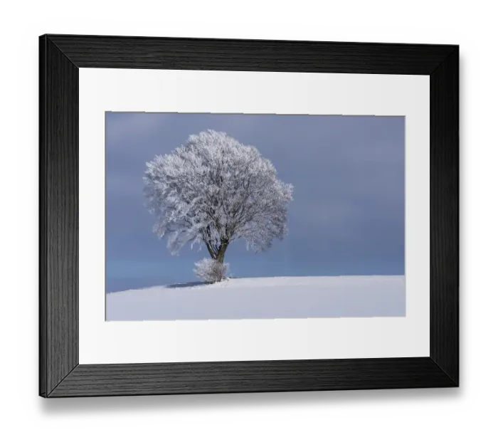Framed Print : Deciduous tree with hoarfrost and snow, winter landscape in Bautzen, Saxony, Germany, Europe Framed Print : Deciduous tree with hoarfrost and snow, winter landscape in Bautzen, Saxony, Germany, Europe