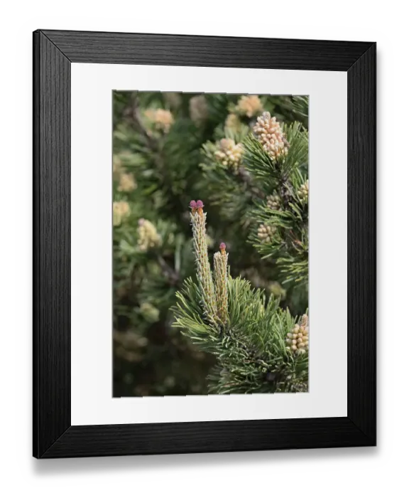 Framed Print : Conifer, Scots pine (Pinus sylvestris)