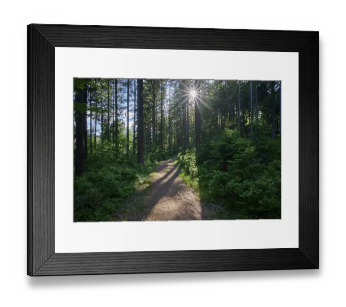 Framed Print : Coniferous forest, path, sun, spring, Fichtelgebirge, Bavaria, Germany, Europe Framed Print : Coniferous forest, path, sun, spring, Fichtelgebirge, Bavaria, Germany, Europe
