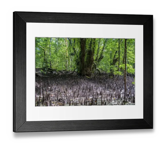 Framed Print : Mangrove roots, Carp Island, Rock Islands