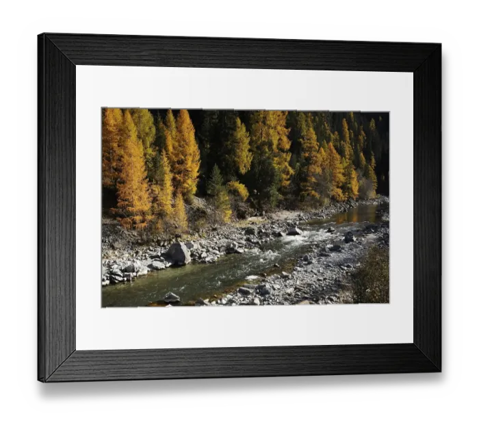 Framed Print : Autumn-coloured larch forest alongside the Inn River in Swiss National Park