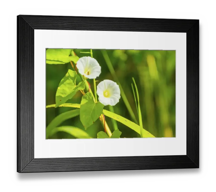 Framed Print : Glandular balsam (Impatiens glandulifera)