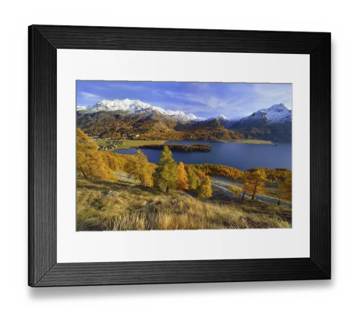 Framed Print : Lake Sils with autumnal larch forest