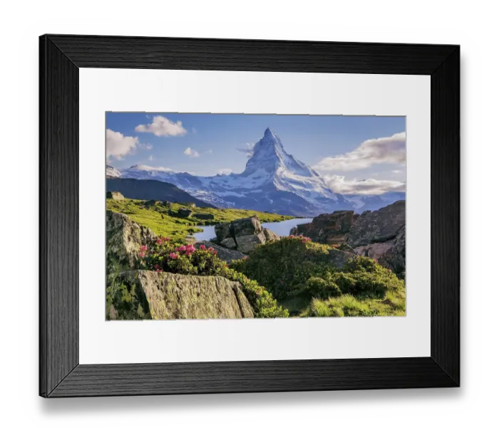 Framed Print : Blooming alpine roses above the Stellisee with the Matterhorn 4478m Framed Print : Blooming alpine roses above the Stellisee with the Matterhorn 4478m