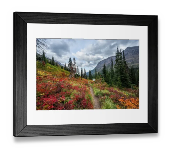 Framed Print : Hiking trail through bushes in autumn colors