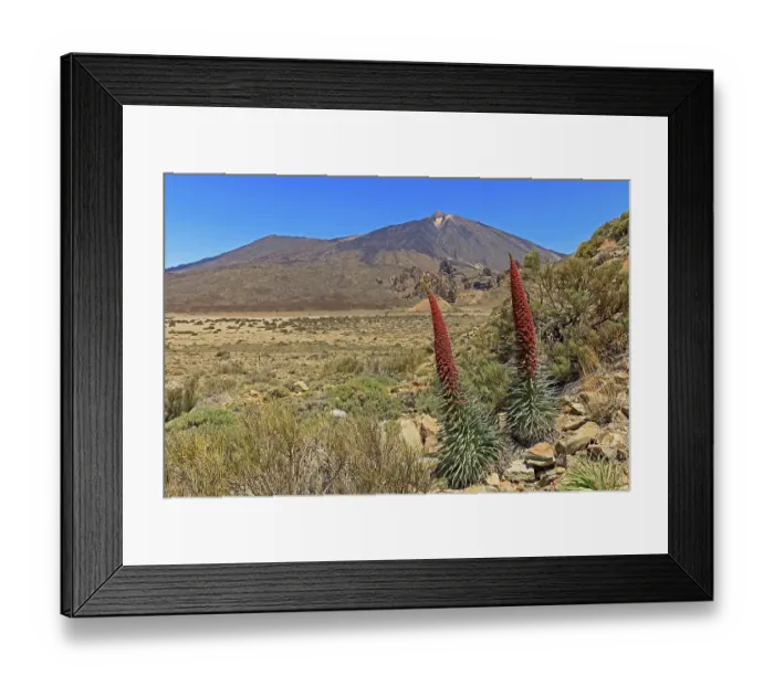 Framed Print : Volcano Pico del Teide, blooming Echium wildpretii (Echium wildpretii)