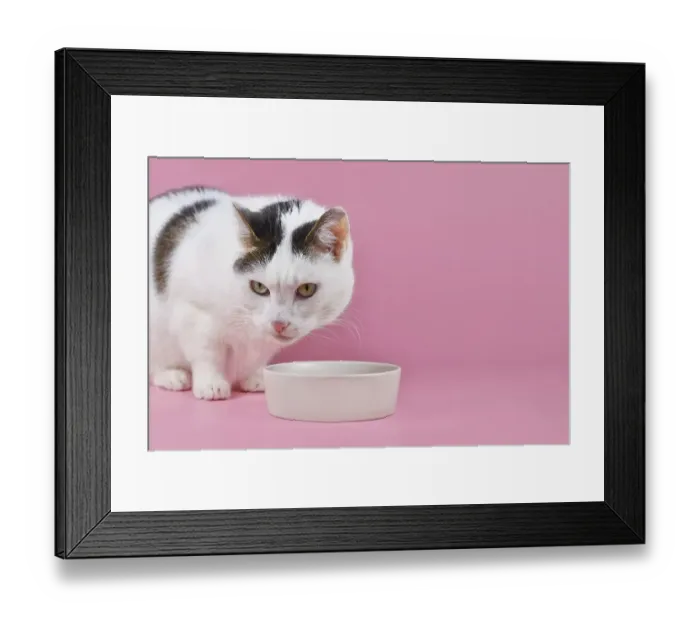 Framed Print : European shorthair cat in front of food bowl on pink background with copy space