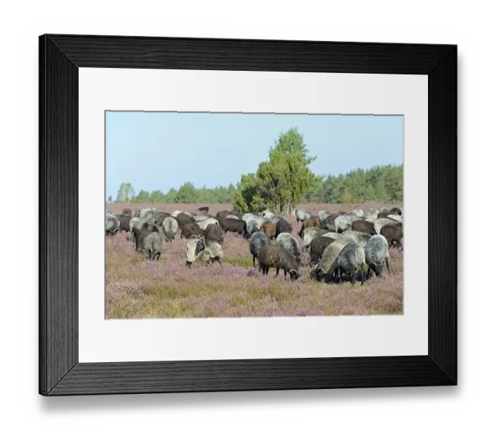 Framed Print : Heidschnucken (Ovis aries), herd in the blooming heathland