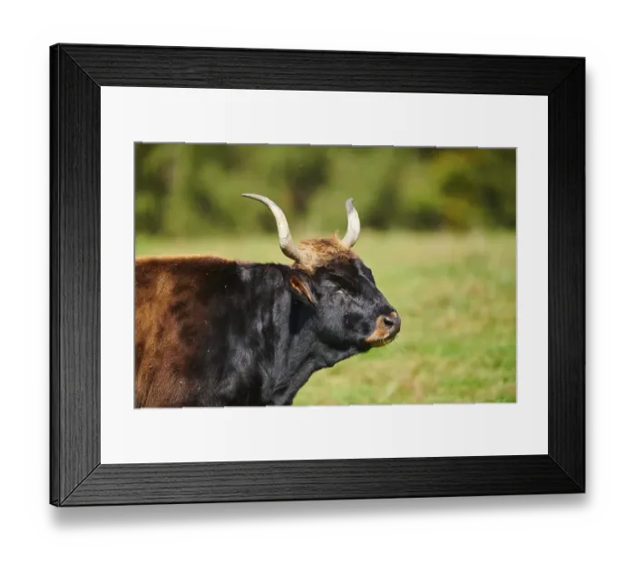 Framed Print : Aurochs (Bos primigenius) portrait