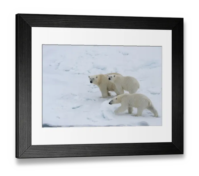 Framed Print : Polar bears (Ursus maritimus), mother with two cubs on ice floe, Spitsbergen Island, Svalbard archipelago, Norway, Europe Framed Print : Polar bears (Ursus maritimus), mother with two cubs on ice floe, Spitsbergen Island, Svalbard archipelago, Norway, Europe