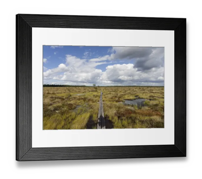 Framed Print : Boardwalk through moorland, raised bog and wetland Store Mosse National Park Framed Print : Boardwalk through moorland, raised bog and wetland Store Mosse National Park