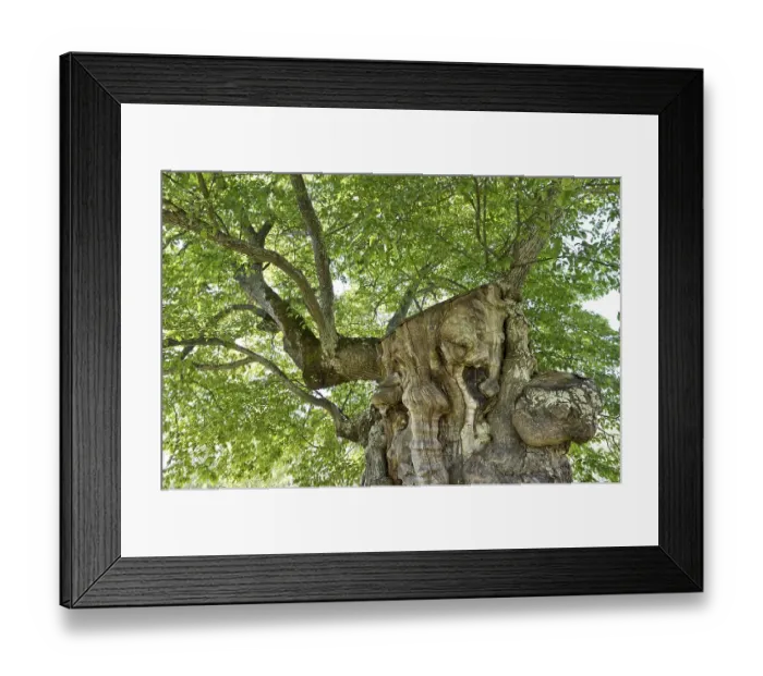 Framed Print : 200 year old elm, model for the lemonade tree of Pippi Longstocking