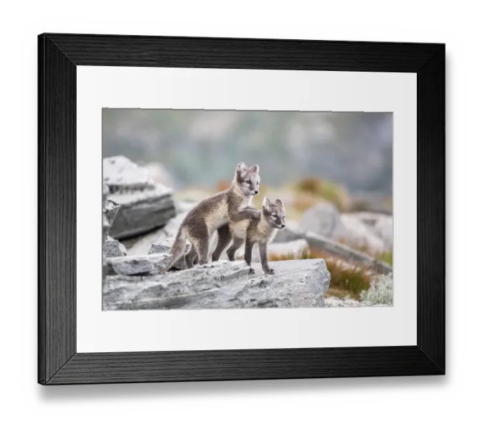 Framed Print : Young arctic foxes (Vulpes lagopus) playing