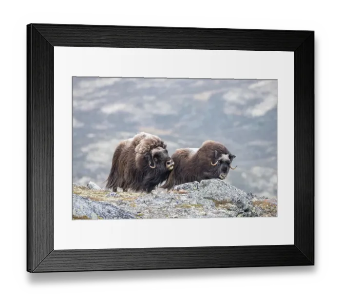 Framed Print : Musk ox (Ovibos moschatus), bull with female Framed Print : Musk ox (Ovibos moschatus), bull with female