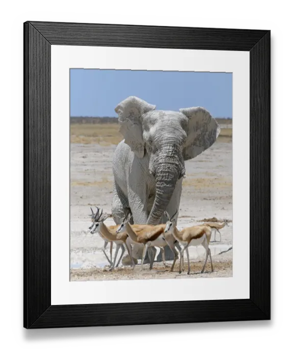 Framed Print : African Elephant bull (Loxodonta africana)