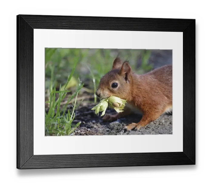 Framed Print : Close-up, squirrel (Sciurus), common hazel (Corylus avellana) Framed Print : Close-up, squirrel (Sciurus), common hazel (Corylus avellana)