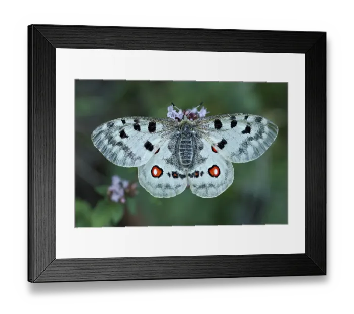 Framed Print : Mountain Apollo (Parnassius apollo) Framed Print : Mountain Apollo (Parnassius apollo)