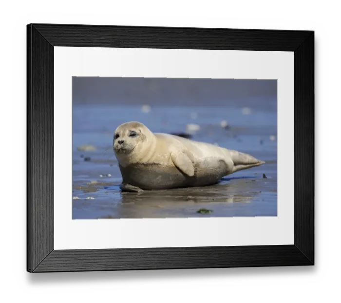 Framed Print : Harbor Seal (Phoca vitulina), young