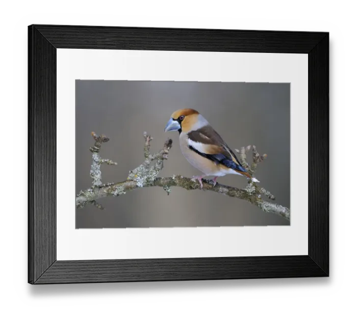 Framed Print : Hawfinch (Coccothraustes coccothraustes)