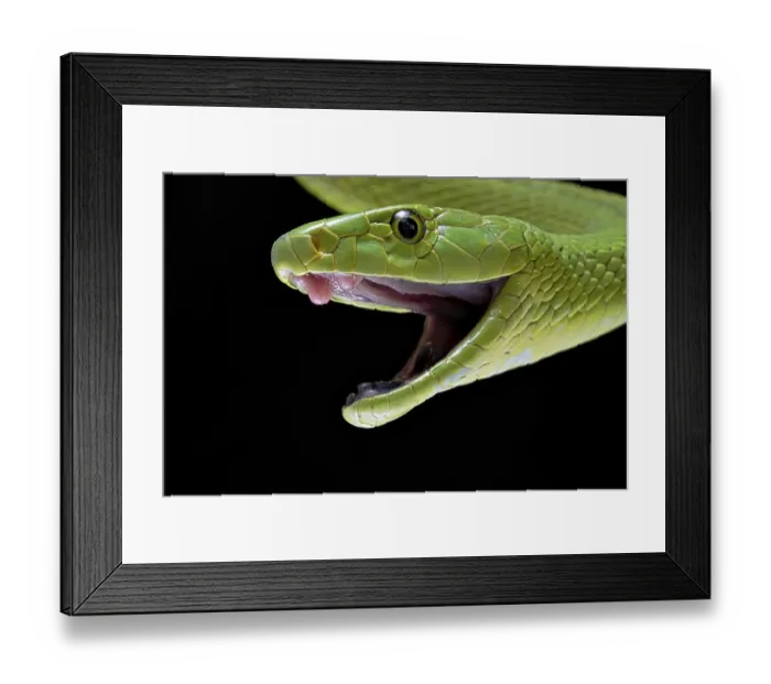 Framed Print : Green Mamba (Dendroaspis angusticeps)