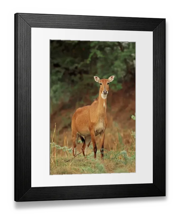 Framed Print : Nilgai or Nilgau antelope (Boselaphus tragocamelus)