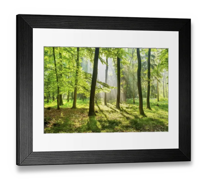 Framed Print : Light-flooded near-natural mixed forest on the Finne mountain range
