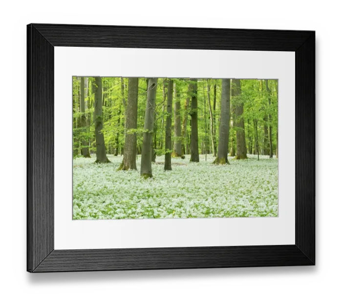 Framed Print : Blooming wild garlic (Allium ursinum) in deciduous forest