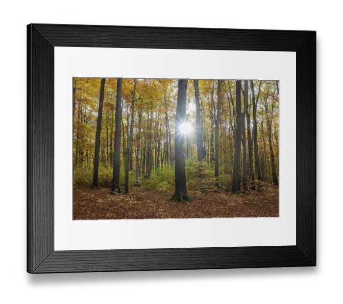 Framed Print : European beech forest, common beeches (Fagus sylvatica) in autumn Framed Print : European beech forest, common beeches (Fagus sylvatica) in autumn