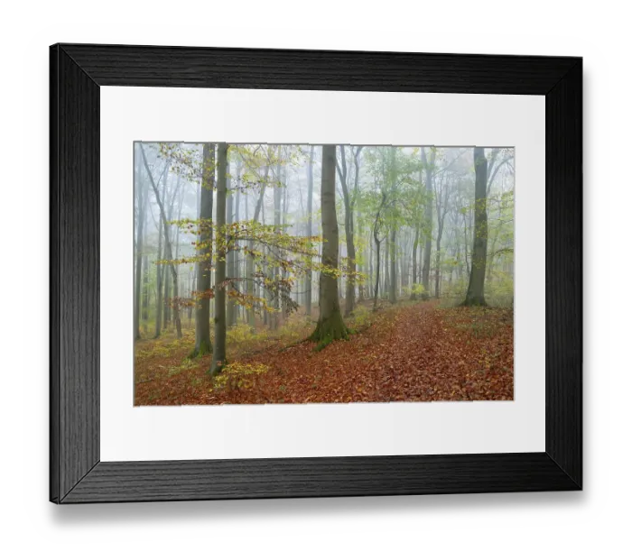 Framed Print : Near-natural deciduous forest in autumn with colourful leaves, copper beech (Fagus sylvatica), fog in the forest, Hainich National Park, Thuringia, Germany, Europe Framed Print : Near-natural deciduous forest in autumn with colourful leaves, copper beech (Fagus sylvatica), fog in the forest, Hainich National Park, Thuringia, Germany, Europe