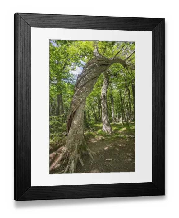 Framed Print : Twisted tree trunk in the Valle Ascencio