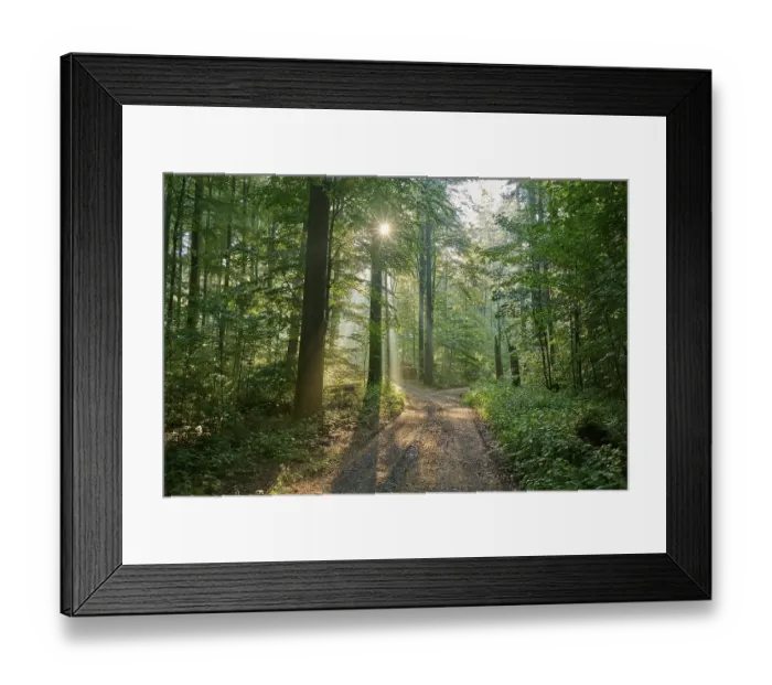 Framed Print : Fork, forest path, deciduous forest Framed Print : Fork, forest path, deciduous forest