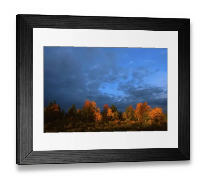 Framed Print : Common Aspen trees (Populus tremula) under a dramatic autumn sky