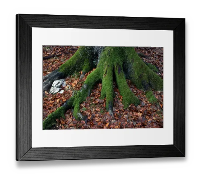 Framed Print : Moss-covered roots of a European Beech (Fagus sylvatica) tree