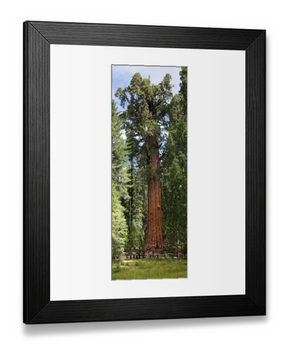 Framed Print : Giant sequoia General Sherman (Sequoiadendron giganteum) in the Giant Forest Framed Print : Giant sequoia General Sherman (Sequoiadendron giganteum) in the Giant Forest