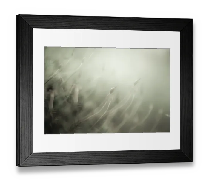 Framed Print : Beech (Fagus) saplings on forest floor in morning light, Mindelheim, Unterallgaeu, Bavaria, Germany, Europe Framed Print : Beech (Fagus) saplings on forest floor in morning light, Mindelheim, Unterallgaeu, Bavaria, Germany, Europe
