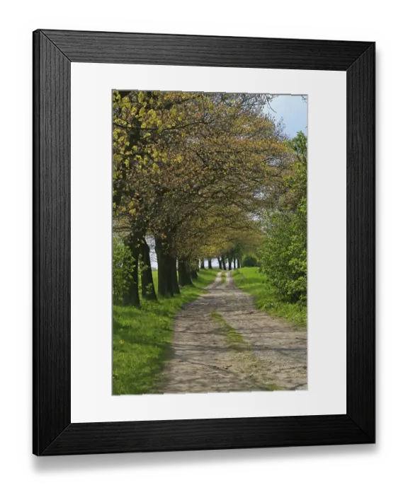 Framed Print : Avenue of trees along a path, Mecklenburg Lake District