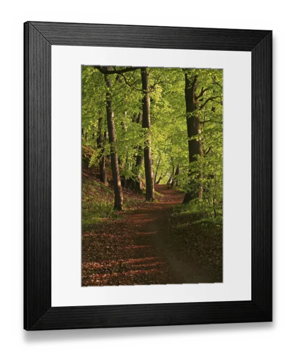 Framed Print : Evening atmosphere in a Beech forest