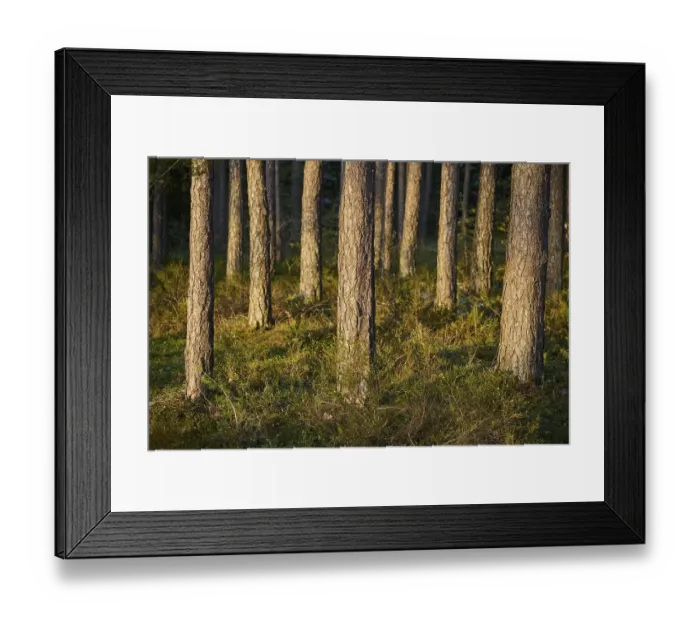 Framed Print : Scots pine (Pinus sylvestris) tree trunks Framed Print : Scots pine (Pinus sylvestris) tree trunks