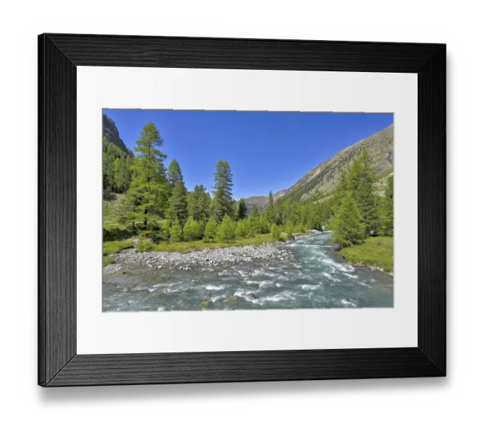 Framed Print : Larchesforest( Larix), on the river Roseg Framed Print : Larchesforest( Larix), on the river Roseg