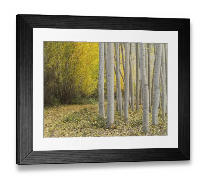 Framed Print : Yellow aspens (Populus tremula) in autumnal colours Framed Print : Yellow aspens (Populus tremula) in autumnal colours