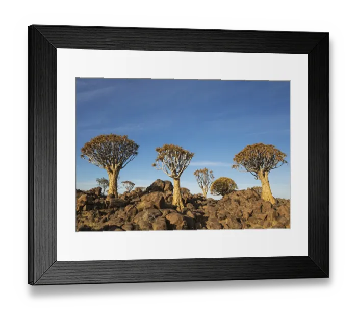 Framed Print : Quiver tree (Aloe dichotoma), Quiver Tree forest near Keetmanshoop