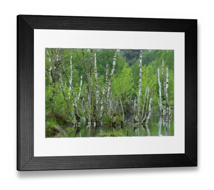 Framed Print : Birch forest in the moor, Molberger Dose Framed Print : Birch forest in the moor, Molberger Dose